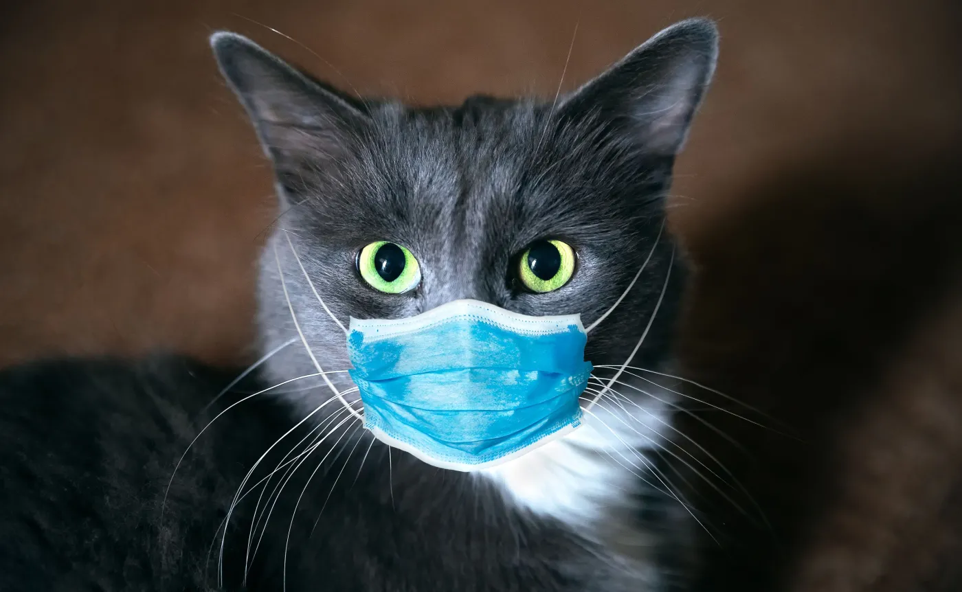 Potwierdzony przypadek koronawirusa u kota. "Nie ma obaw, już wyzdrowiał"