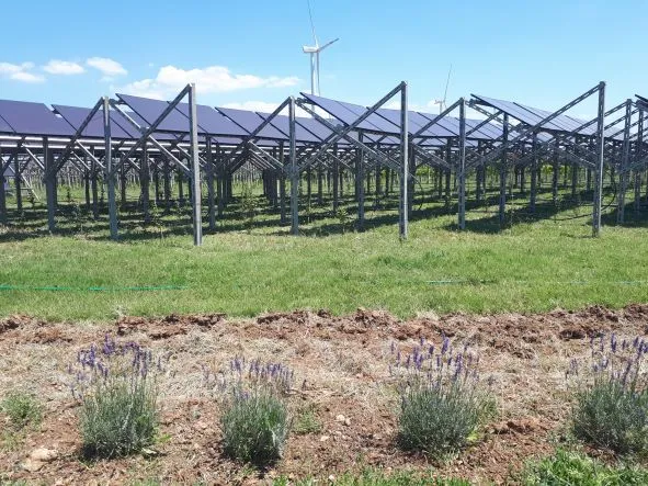 Agrowoltaika – dlaczego może być ciekawym trendem? I dlaczego nim jeszcze nie jest?