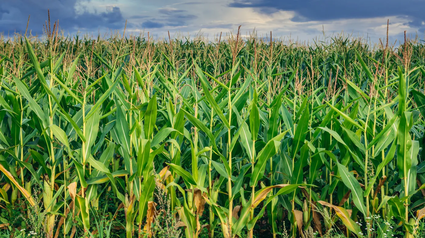 Gaz wywindował ceny nawozów. Rolnicy nie rozumieją, co się dzieje