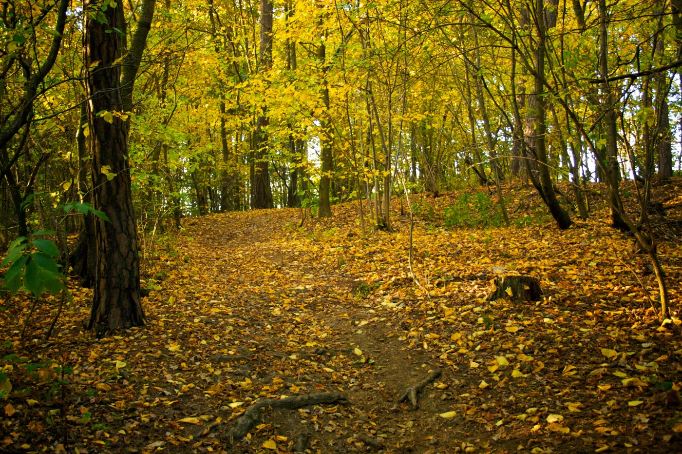Rekordowy zbiór nasion buka w Beskidach 