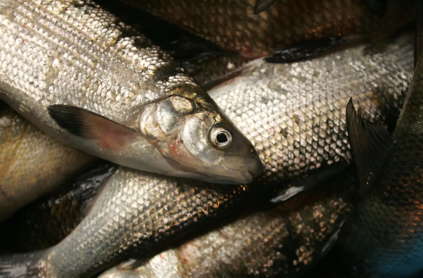Stawy rybne zagrożone: Wydra i kormoran znajdą się pod ściślejszą ochroną