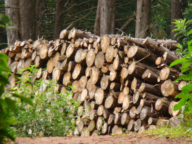 Za nielegalne wycięcie drzewa można zapłacić kilkaset tysięcy złotych