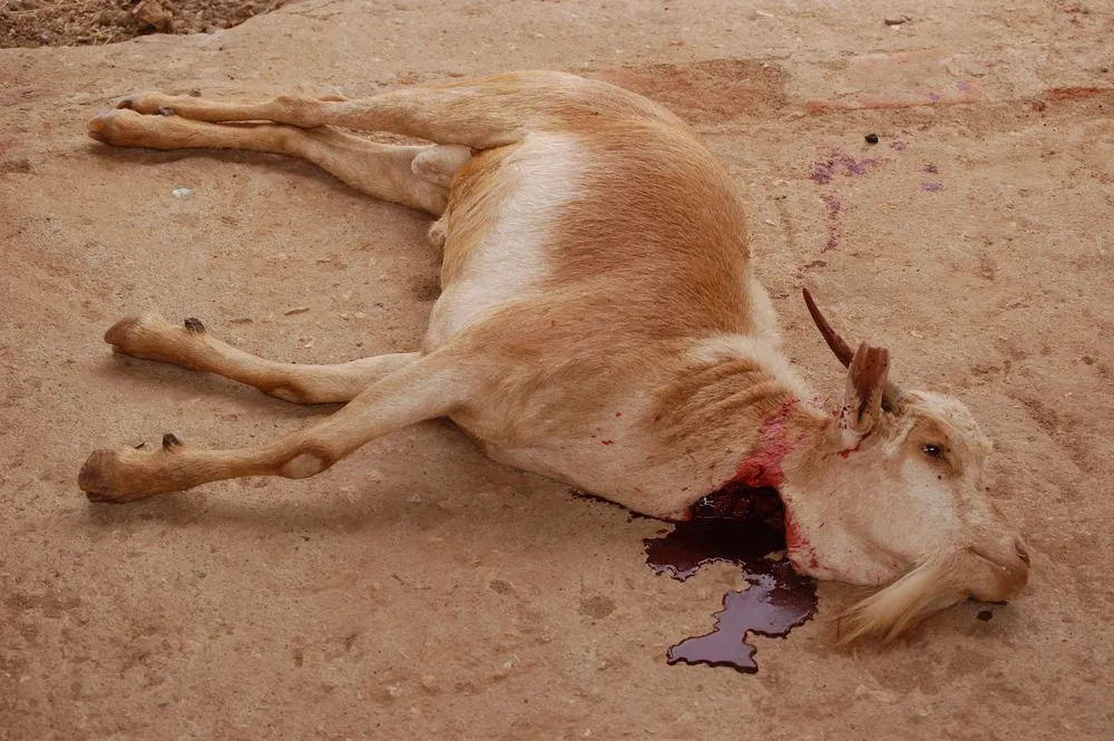 Ubój rytualny do Trybunału Konstytucyjnego. Żydom kończą się zapasy