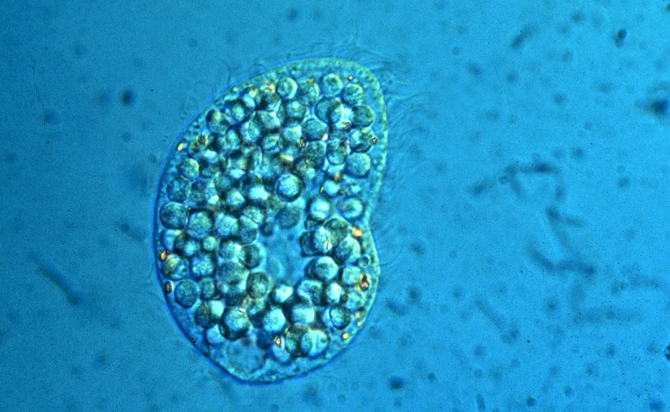 8. Leczenie mikroorganizmami