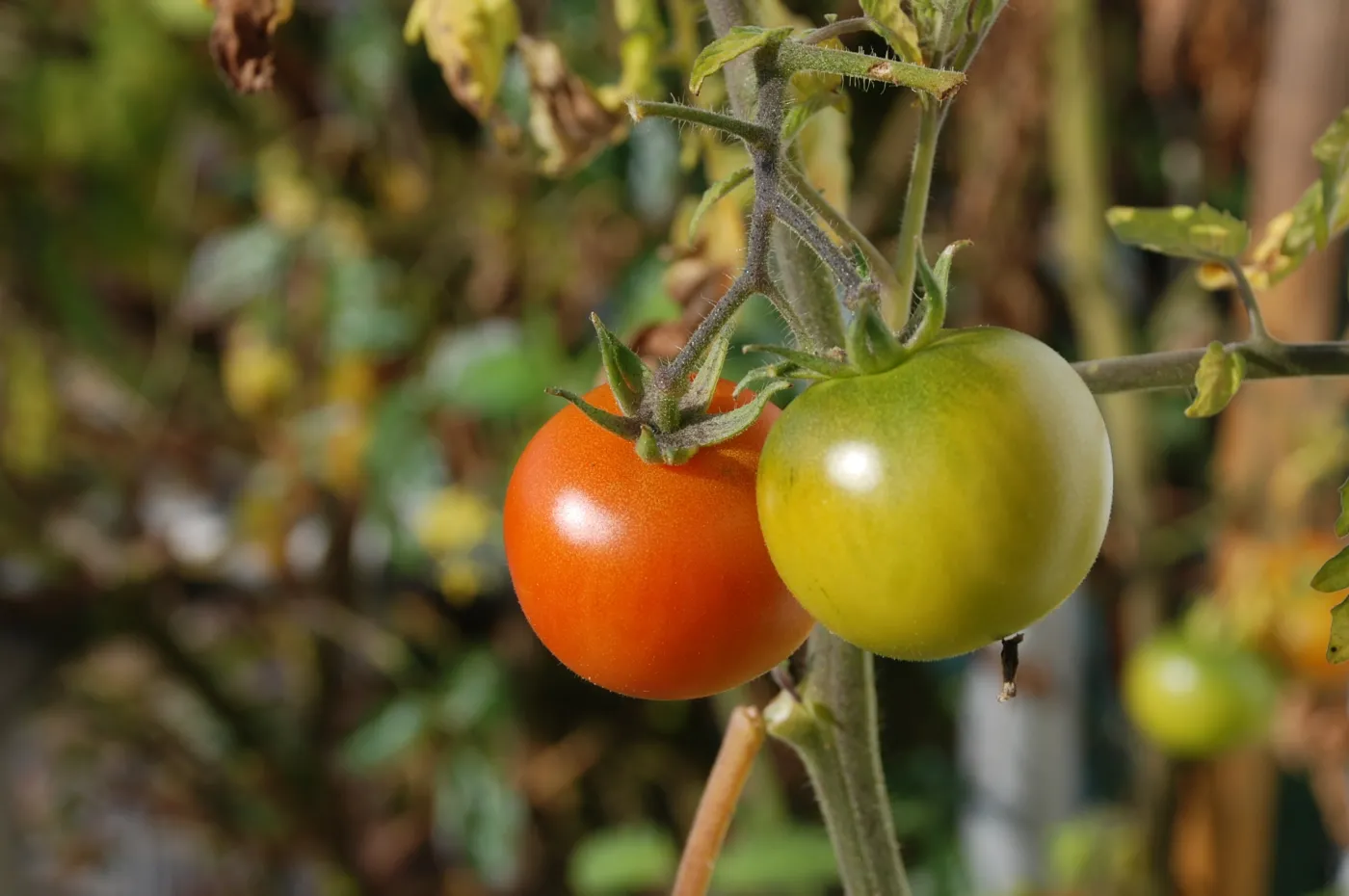 Susza wywindowała ceny warzyw