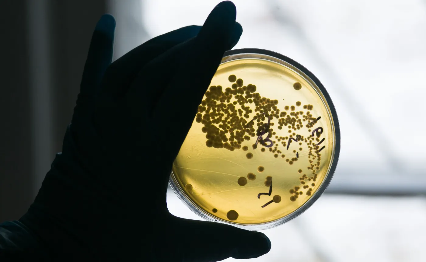 Średniowieczny lek pomoże nam w zwalczaniu uciążliwych bakterii