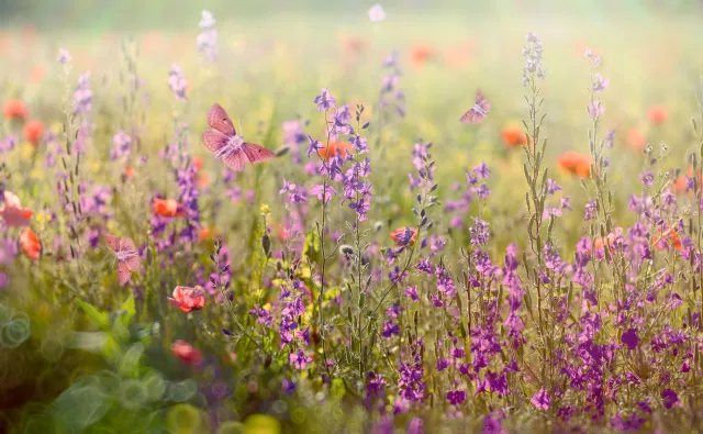 Skończmy z koszeniem trawy, ona pomaga walczyć ze zmianami klimatu