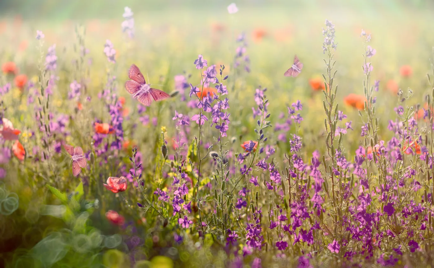 Skończmy z koszeniem trawy, ona pomaga walczyć ze zmianami klimatu