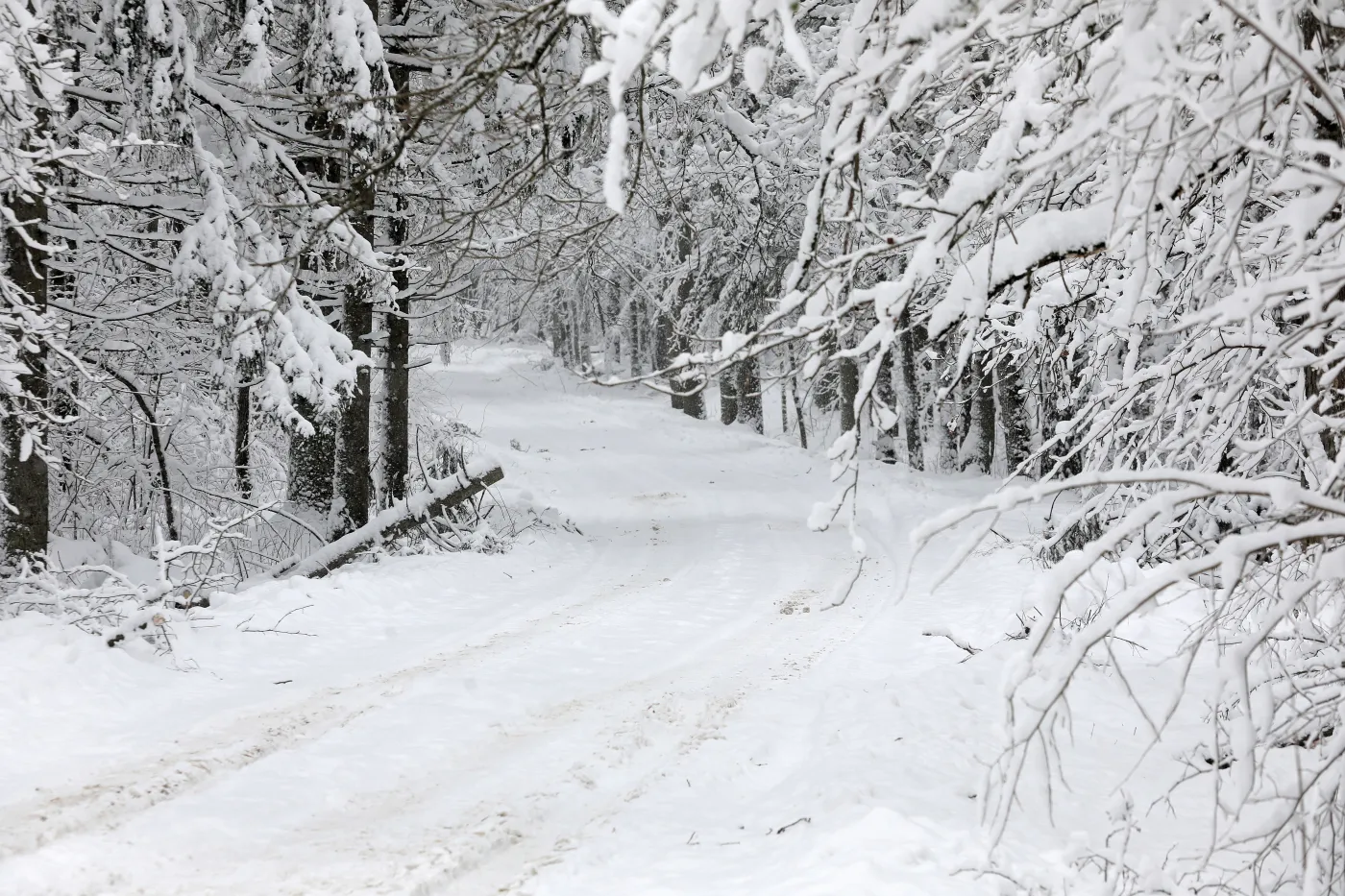 Synoptyk IMGW: W lutym mróz nawet do -30 st. C [PROGOZA DŁUGOTERMINOWA]