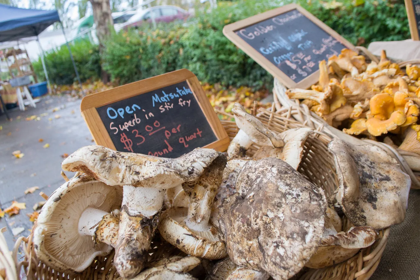 Grzybowa fantazja. Czy znasz najdroższe grzyby świata?