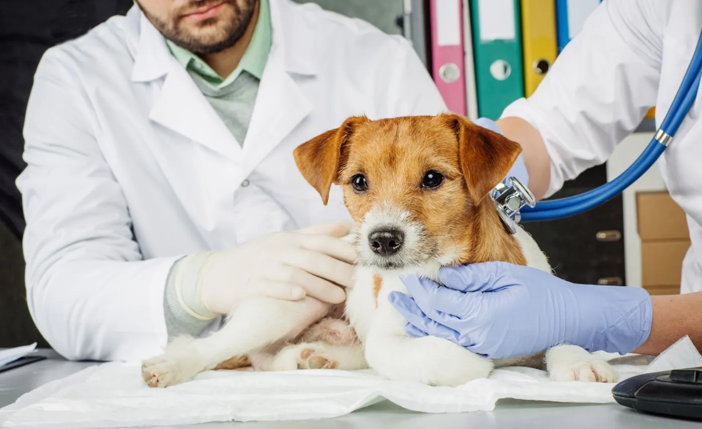 Zmiany w matrycy VAT: Artykuły higieniczne mogą podrożeć, ale ceny leków dla zwierząt bez zmian