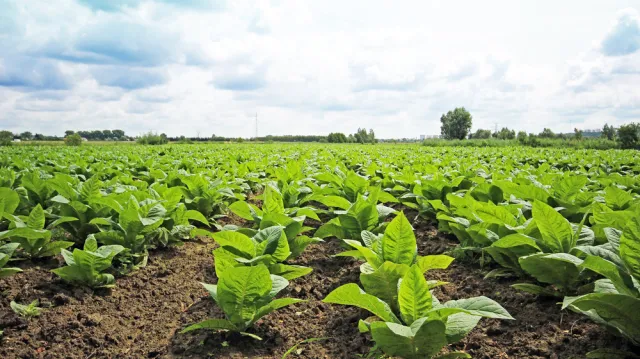 Ardanowski: Polska jest rajem bezpiecznej żywności