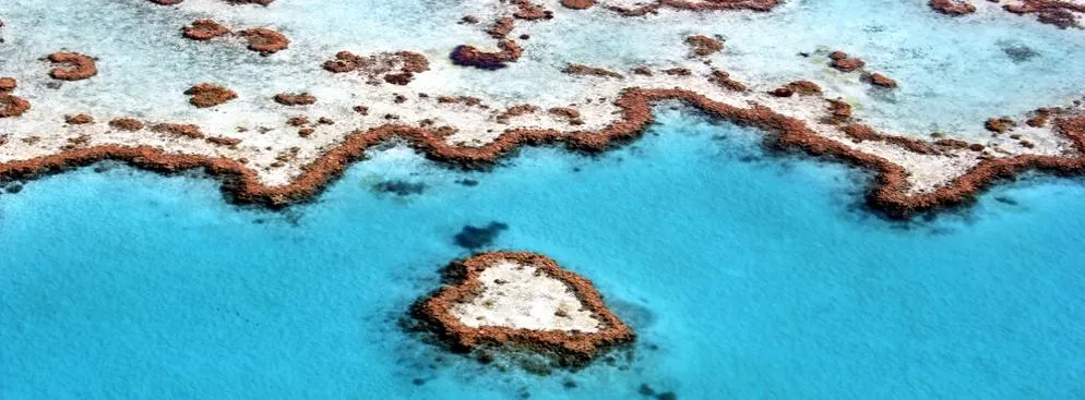 Wielka Rafa Koralowa straciła już połowę koralowców. Może się nie odbudować