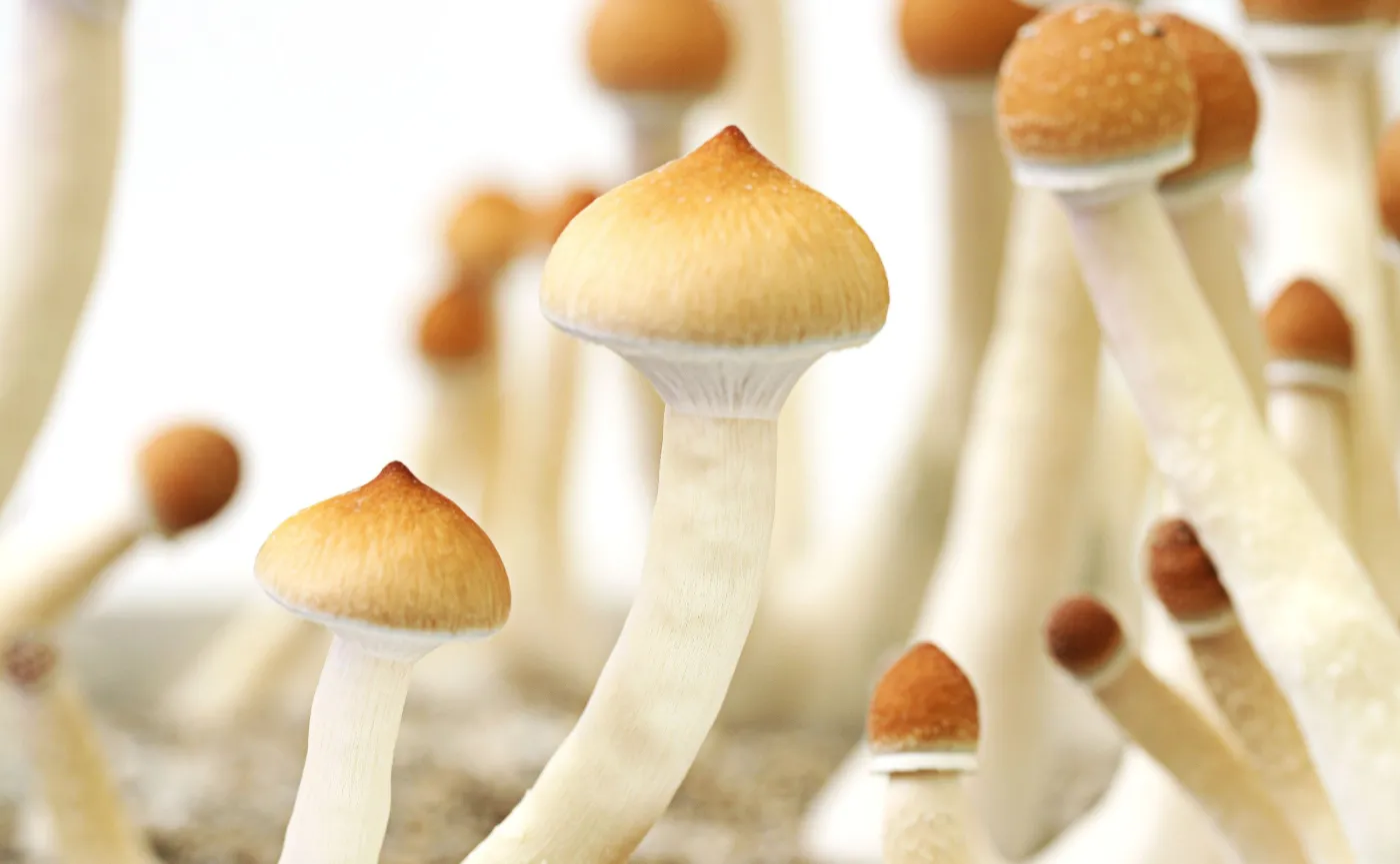 Psychodeliki są skuteczniejsze w leczeniu depresji od tradycyjnych leków [BADANIE]