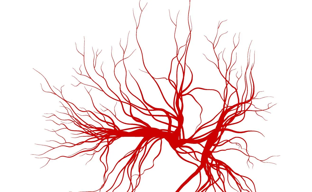 Naukowcy stworzyli „żywe” naczynia krwionośne