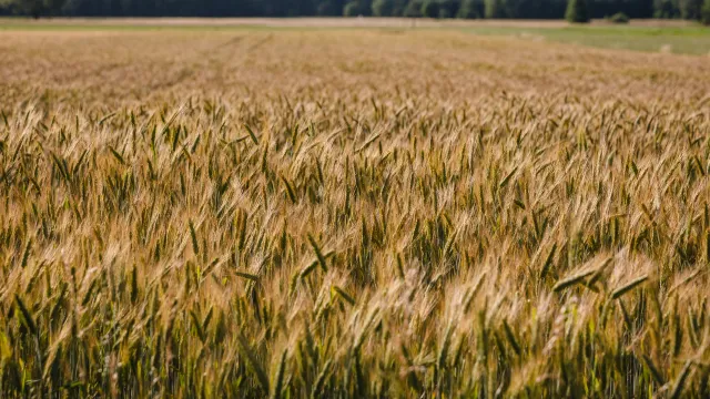 Rumunia będzie plombować i monitorować transporty z ukraińskim zbożem