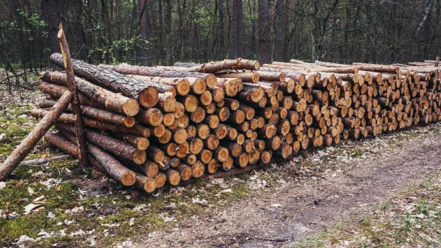 Jak pandemia wywołała szok cenowy na rynku drewna