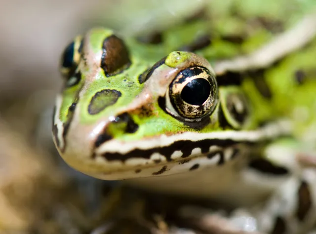 Jedna czwarta wszystkich gatunków na Ziemi jest zagrożona wyginięciem