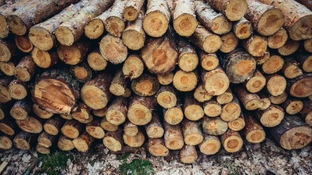 Wielkie zwolnienia w branży meblarskiej. Biznes apeluje o zmiany w Lasach Państwowych