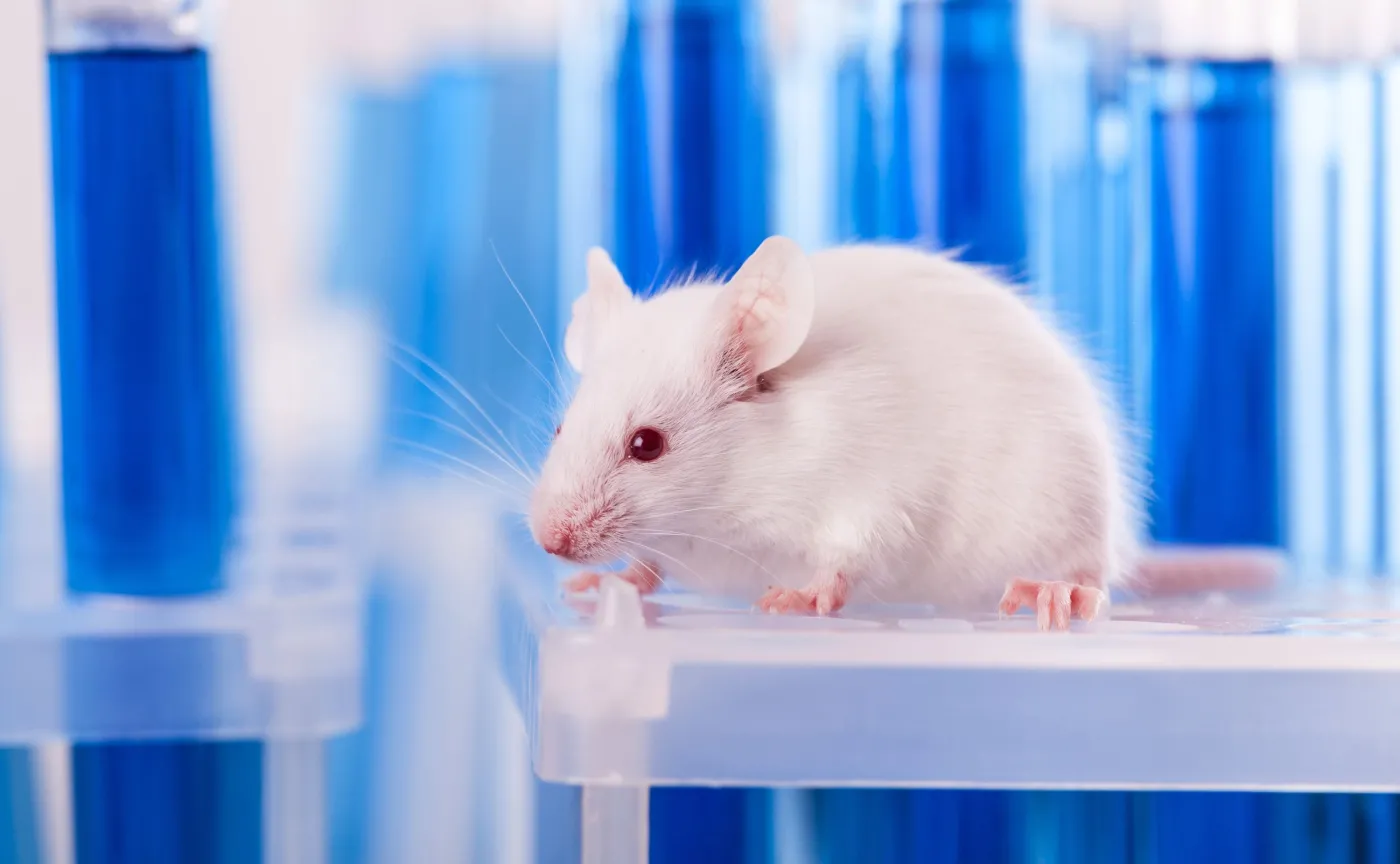Czy medycyna musi eksperymentować na zwierzętach? Są już bardziej wiarygodne i tańsze metody