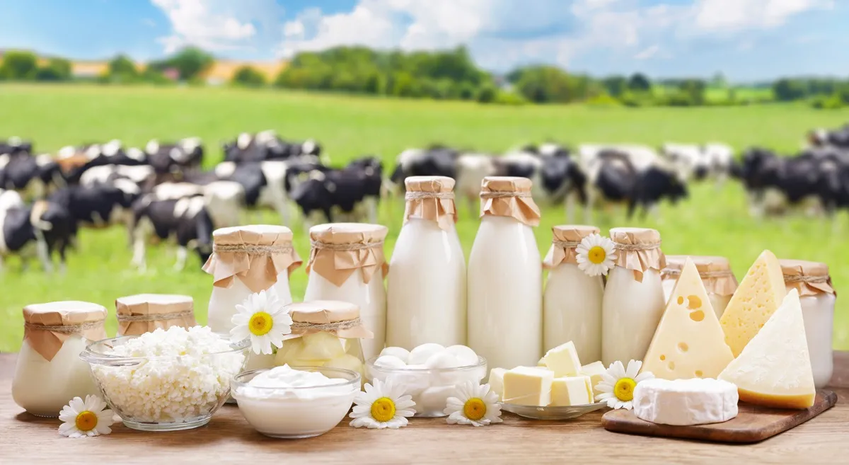 Marketing dla mleczarni: Klucz do sukcesu w branży mleczarskiej