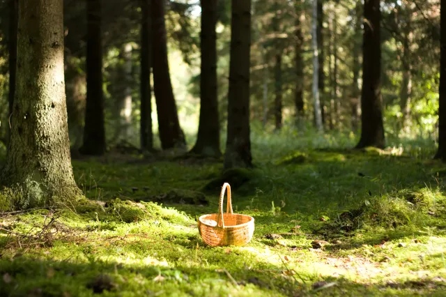 Śmierć trzech osób z jednej rodziny. Policja podejrzewa, że przyczyną było zatrucie grzybami