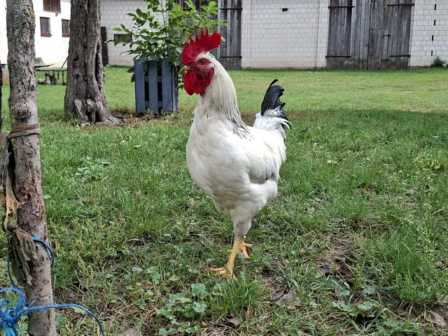 Podwójna emerytura z ZUS i KRUS – jedni mogą pobierać dwa świadczenia, inni nie. Rolnicy czują się oszukani