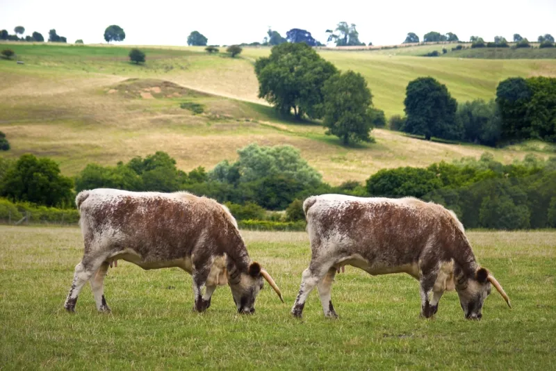 Sklonowane krowy. fot. shutterstock.com