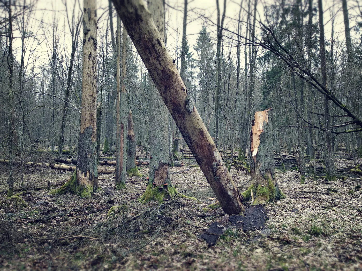 Resort środowiska: W Puszczy Białowieskiej trzeba wyciąć suche drzewa. Powodują zagrożenie pożarowe