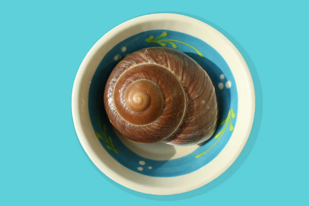 Ślimak jest rybą – i basta!