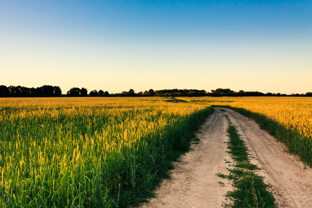 Poprzemysłowe nieużytki i grunty słabej jakości są użyteczne do uprawy roślin energetycznych