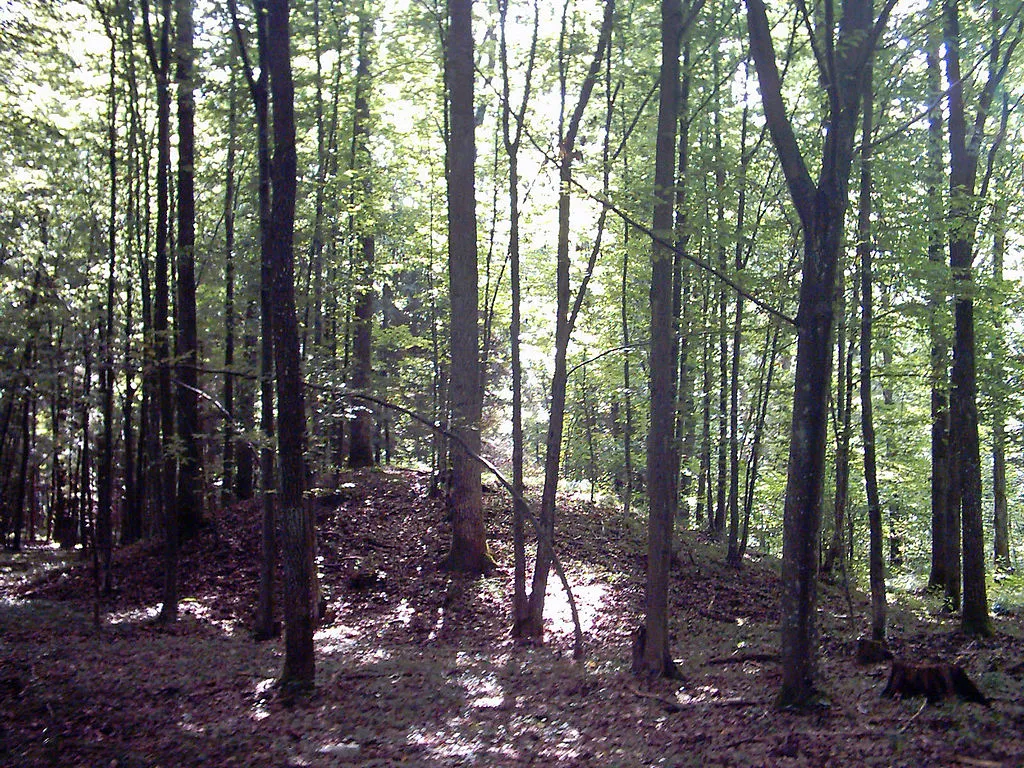 Resort środowiska: wstrzymanie wycinki to szkody o wartości 3,2 mld zł