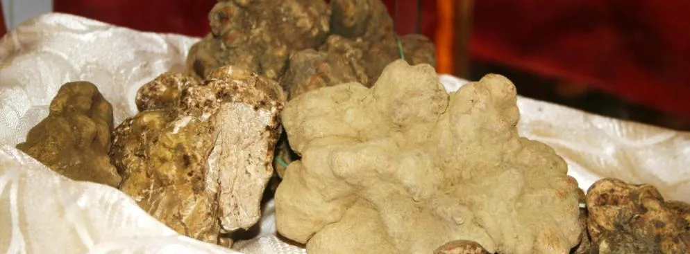 Rekordowo wysokie ceny białych trufli we Włoszech. Aż 6 tys. euro za kilogram