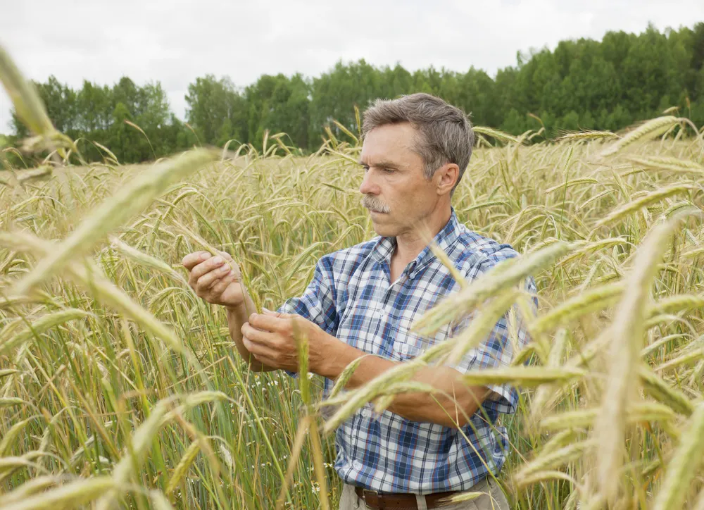 Agencja Restrukturyzacji i Modernizacji Rolnictwa: od czwartku wypłaty dopłat bezpośrednich