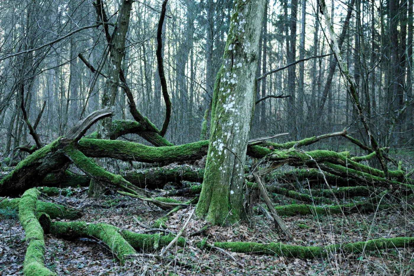 Puszcza Białowieska jako dziedzictwo UNESCO? MŚ pracuje nad planem [WYWIAD]
