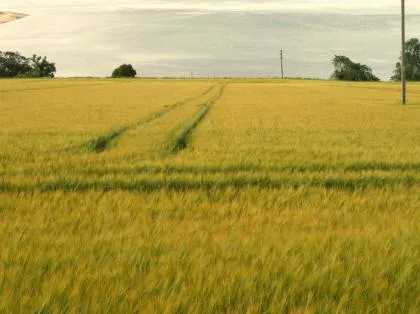 Bieżąca sytuacja na rynkach rolnych