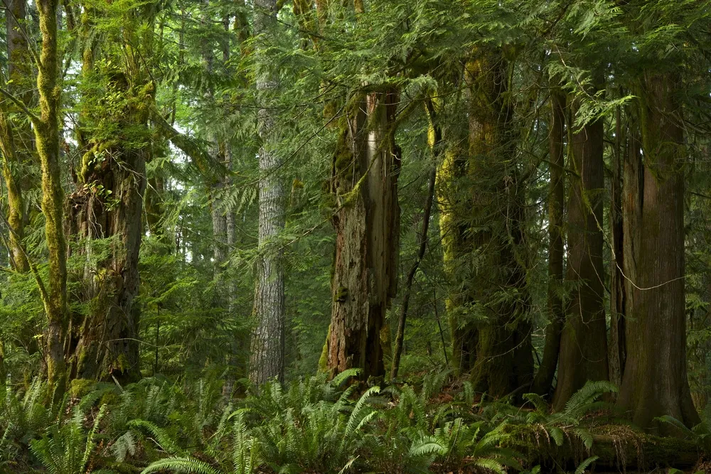 Leśna dyplomacja zawiodła. Unia przyjęła niekorzystne dla Polski zasady gospodarki leśnej