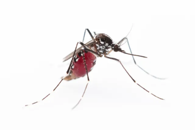 Epidemia dengi w Peru. Od początku roku ponad 161 tys. infekcji