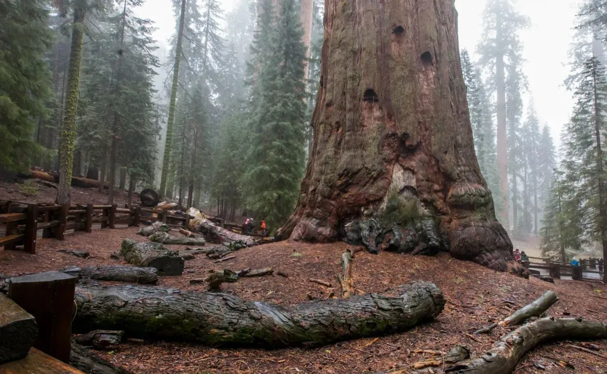 Strażacy w USA próbują ratować gigantyczne sekwoje. Owijają je ognioodpornymi kocami