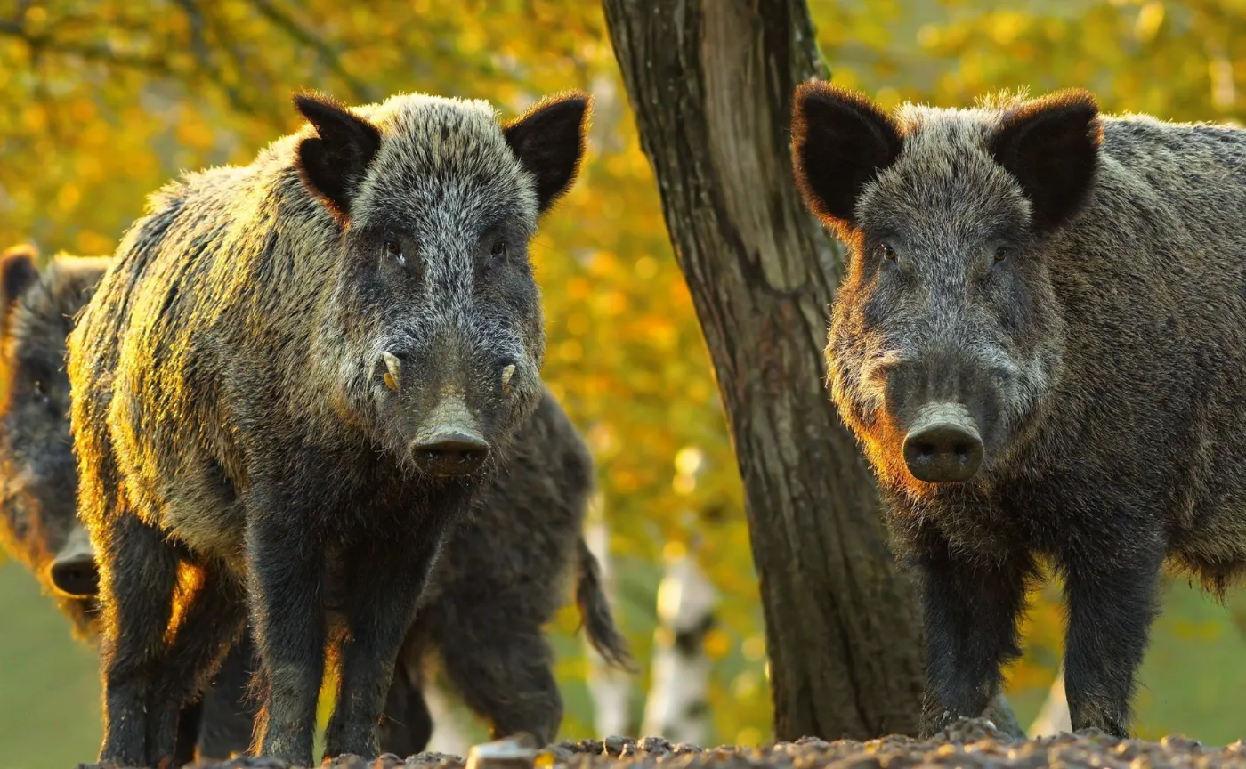 Giżyński z MR: Nie likwidujemy przyczyn ASF, a jedynie łagodzimy jego skutki