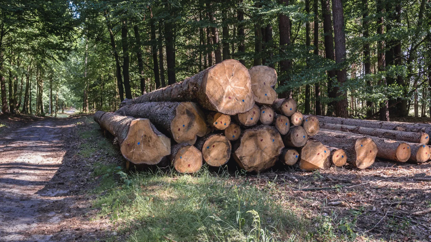 Rewolucja w Lasach Państwowych. Co zmieni nowa władza?