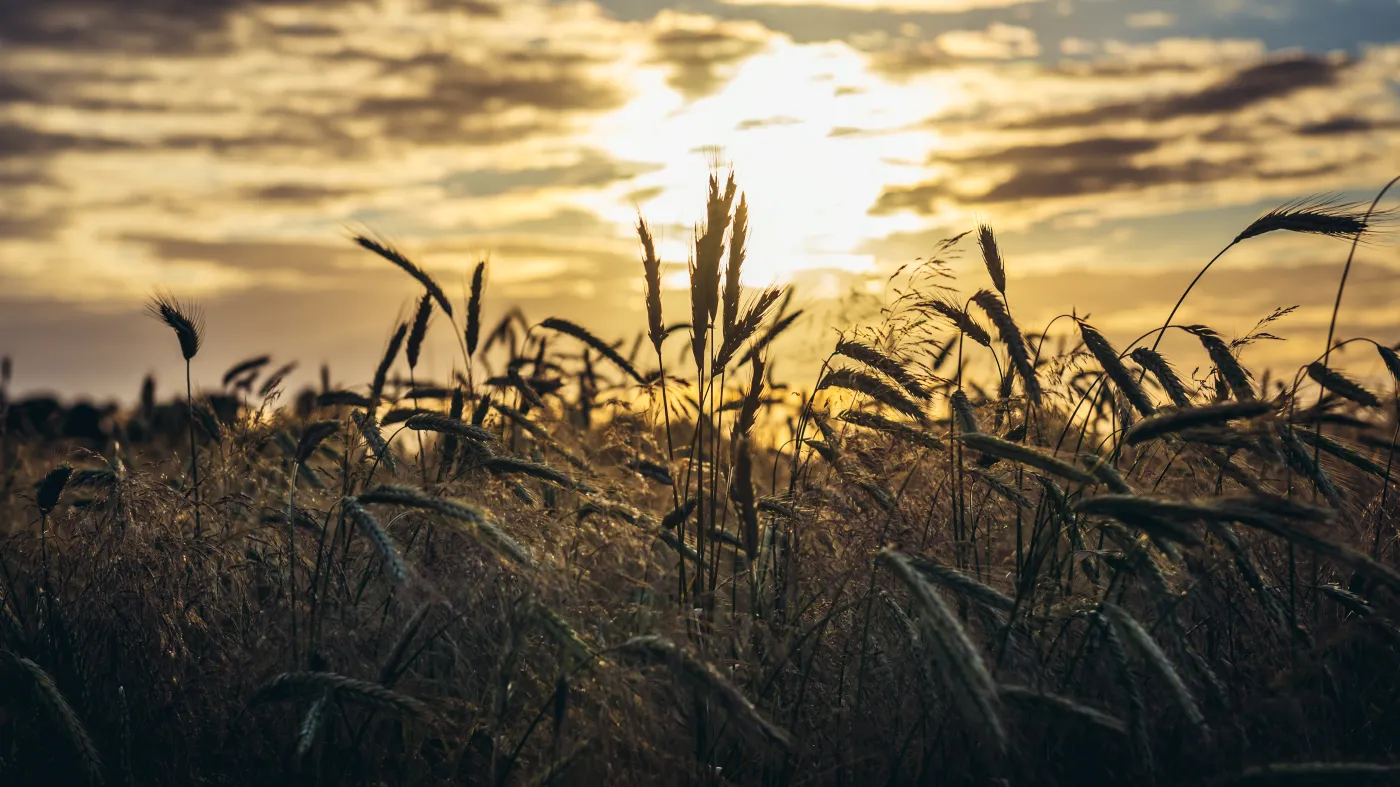 Niszczony spichlerz świata. W Polsce nie zabraknie żywności, ale zapłacimy za nią więcej