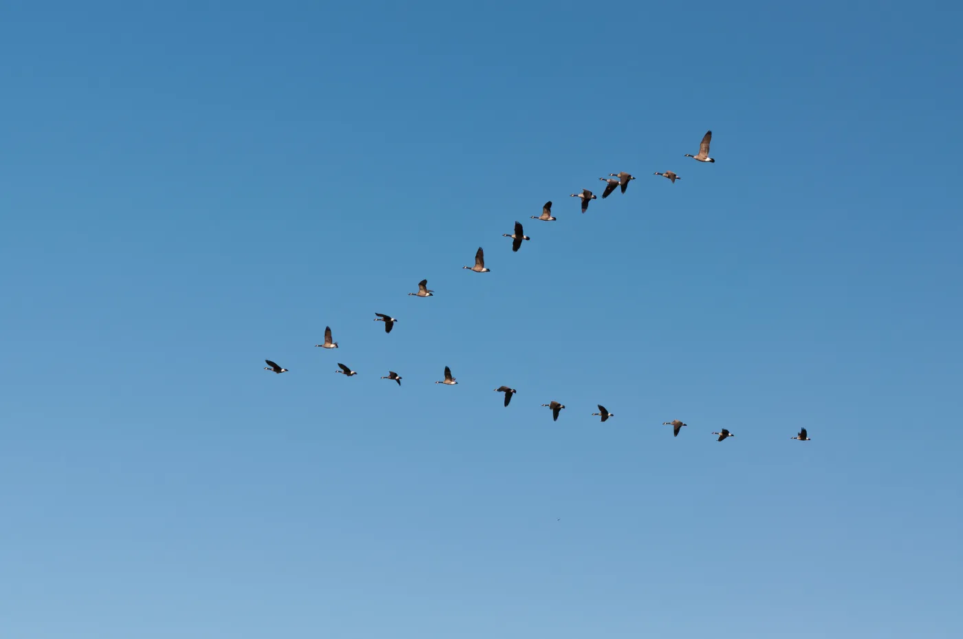 Ogniska ptasiej grypy w Polsce. W których województwach?