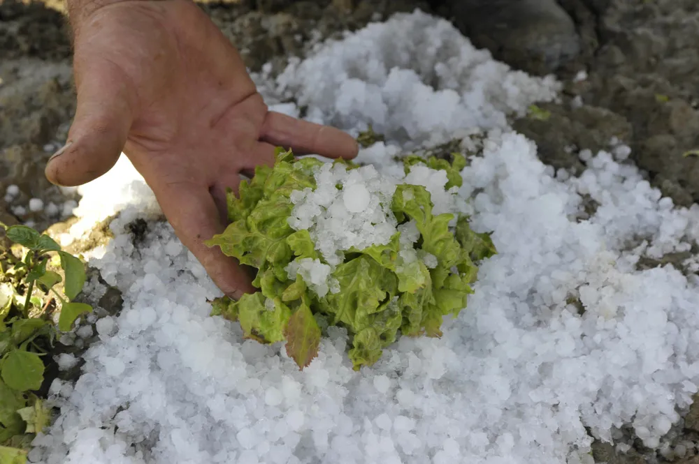 grad gradobicie rolnik 