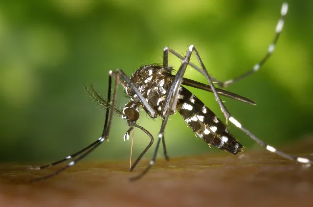 Epidemia dengi sieje strach w Argentynie. Nowe ofiary w Cordobie