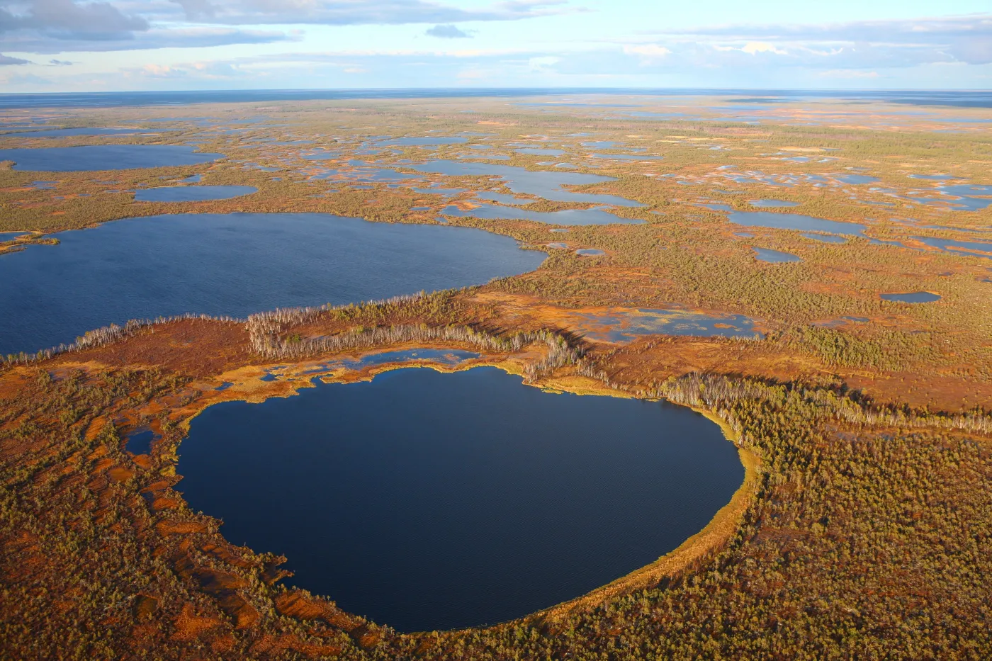 Alarmujące dane: Rośliny prawie nie pochłonęły CO2 w ubiegłym roku