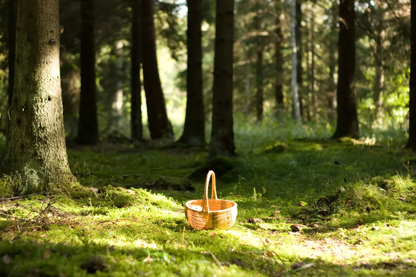 Śmierć trzech osób z jednej rodziny. Policja podejrzewa, że przyczyną było zatrucie grzybami
