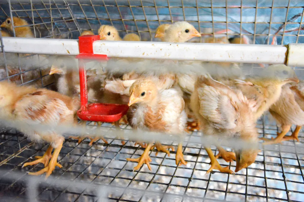 kurczak kurczaki farma