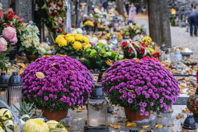 Wszystkich Świętych. Ile trzeba zapłacić za znicze i kwiaty?