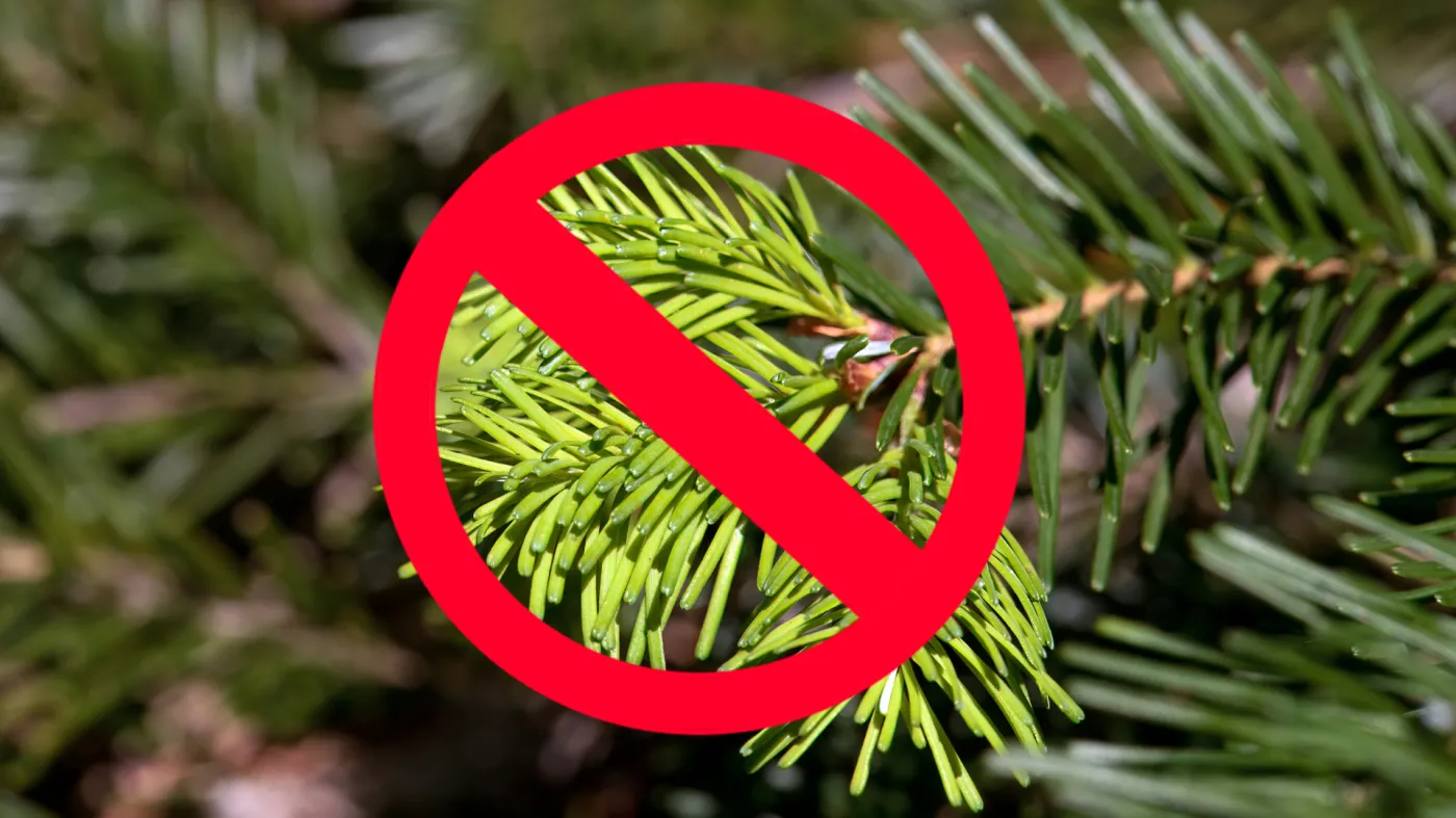 1500 zł za zrywanie gałązek w lesie. Dla "recydywistów" jeszcze wyższe kary. Rząd zaostrza przepisy karne